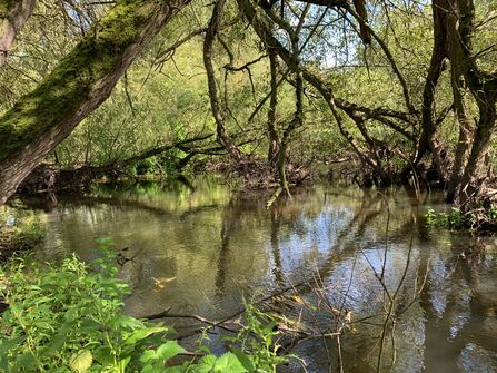 A backwater in a woodland. Dappled sunlight comes through a canopy.
