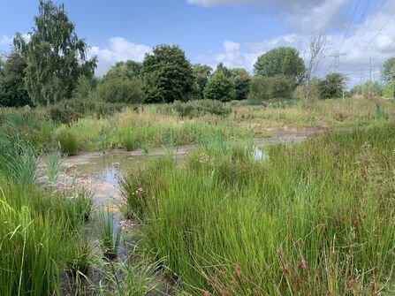 A wetland with reeds, rushes, and trees.