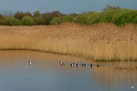 A reedbed in a large wetland pool with ducks swimming by.