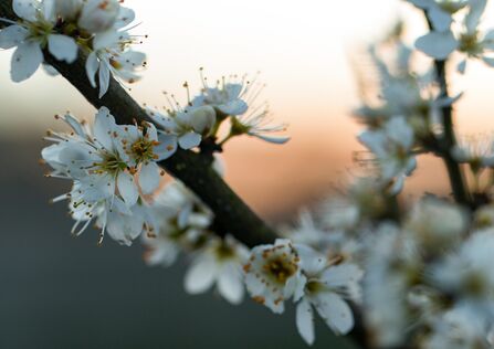 The white flowers of blackthorn blossom