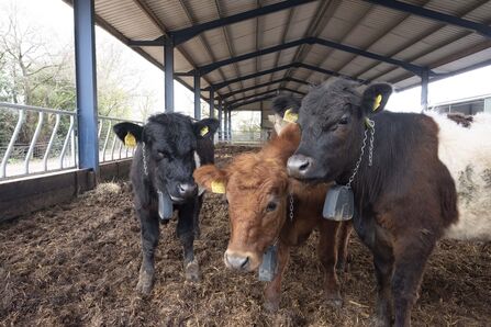 Three cattle in an open stable