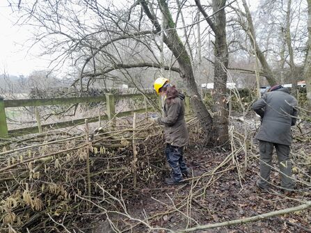 Two people work on a building a dead hedge in a woodland area. They wear outdoor clothing and one wears a yellow hard hat