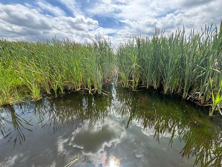 A pool of rushes reflected under a bright summer sky.