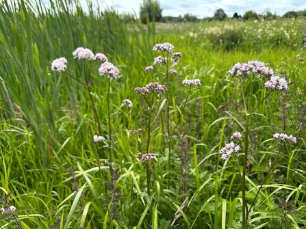 A plant with small clusters of light pink flowers in a wetland