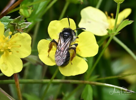 Close-up of a tormentil mining bee resting on a pale yellow tormentil flower. The small black bee has translucent wings and orange-brown legs, with surrounding yellow flowers and green foliage blurred in the background.