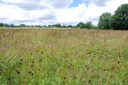 A species-rich grassland meadow stretches across the landscape, filled with a variety of wildflowers and grasses. Dark red seed heads and scattered purple, white and yellow flowers cover the field, with trees lining the horizon beneath a partly cloudy sky.