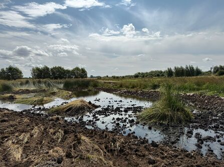 Wetland ditch expansions, excavations filled with water and tall grasses