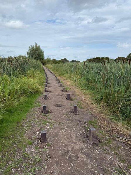 A double row of posts along a path in a wetland