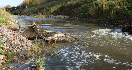 A naturally flowing river channel with graduated banks and vegetation