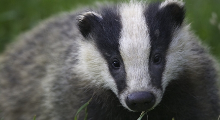 badger cub