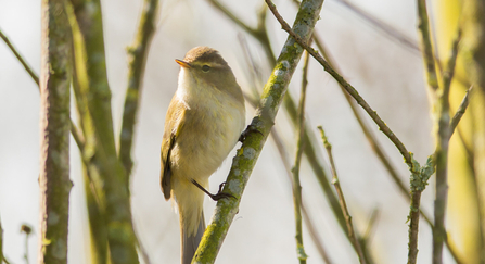 Chiffchaff