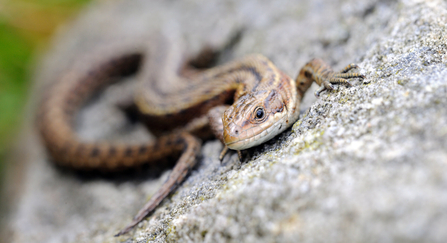 Common lizard