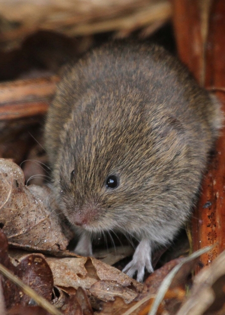 Field vole