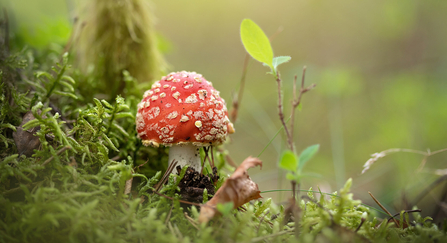 Fly Agaric