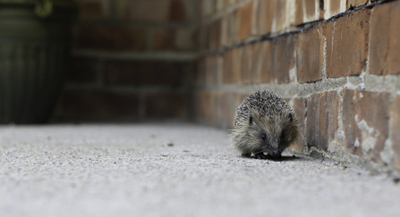 A small hedgehog - brown mammal with spikey back walks along next to a brick wall