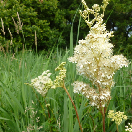 Meadowsweet (Filipendula ulmaria)