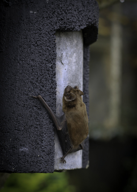 bat