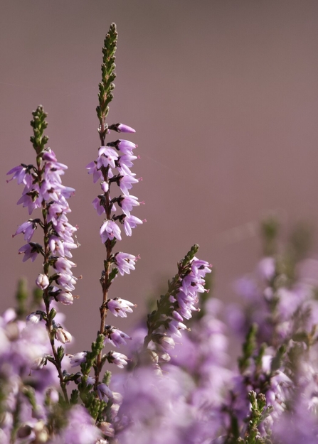 A tall thin stem with many delicate thin pale pink flowers