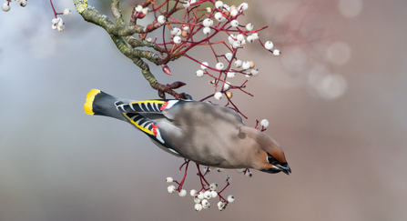 Waxwing hanging sideways on a branch