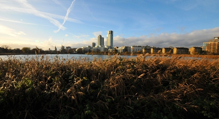 Woodberry Wetlands