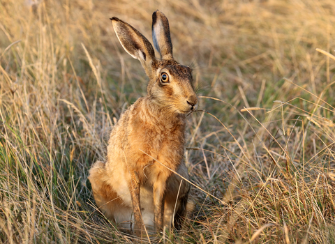 Brown hare