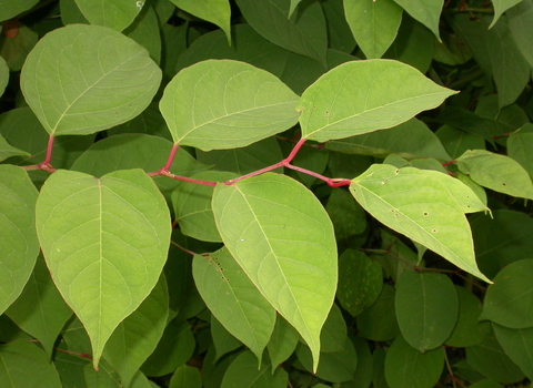 Japanese Knotweed
