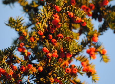 Yew