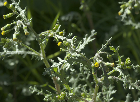 Groundsel