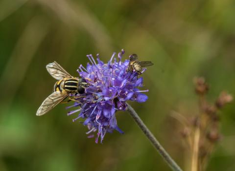 Allimore Green Common - perfect for wildflowers