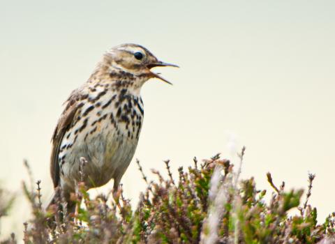 Pipit at The Roaches