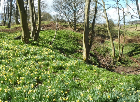 George's Hayes Nature Reserve