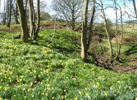 George's Hayes Nature Reserve