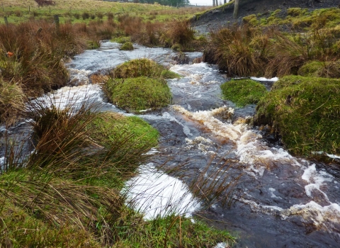 Black Brook Nature Reserve 2