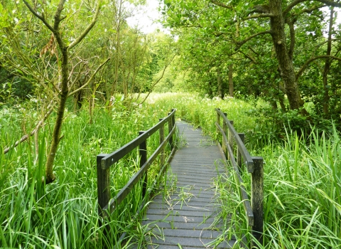 Jackson's Coppice and Marsh