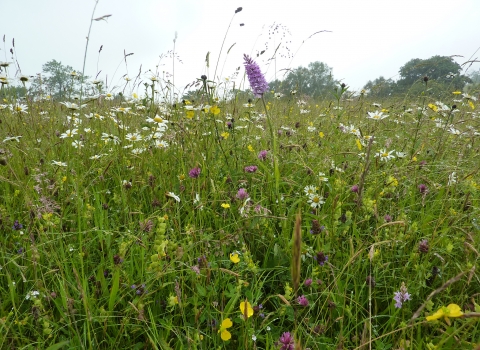 Rod Wood - meadow 