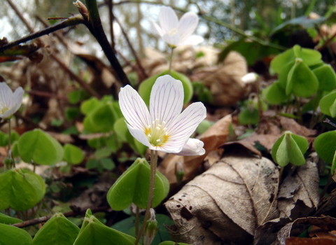 Flower at Hem Heath Woods