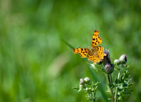 Comma Butterfly found at Croxell Lakes 
