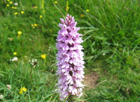 Thorswood - Common Spotted Orchid