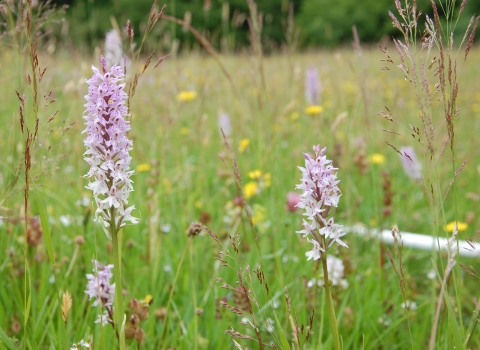 Weag's Barn - flowers