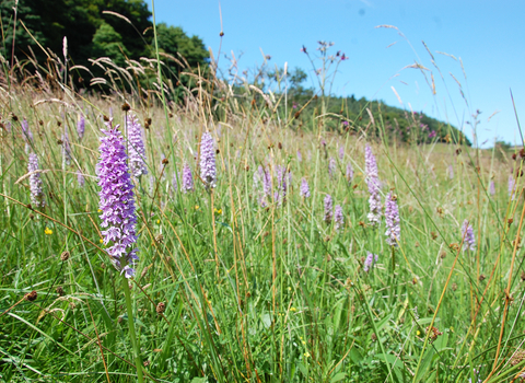 Wildflower meadows at Cotton Dell