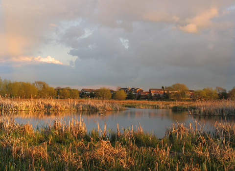 Doxey Marshes Nature Reserve 