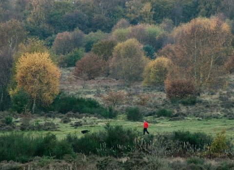 HIghgate Common - Nature Reserve 