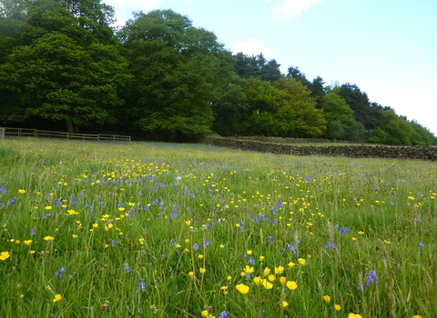 Side Meadow Farm 