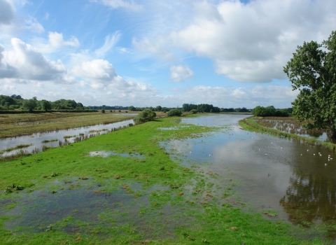 Radford Meadows - nature reserve