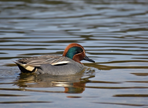 Teal - Radford Meadows