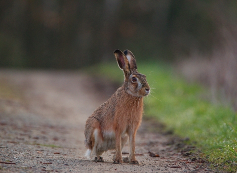 Rod Wood - Hare