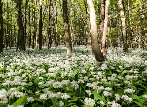 Harston Wood Reserve 