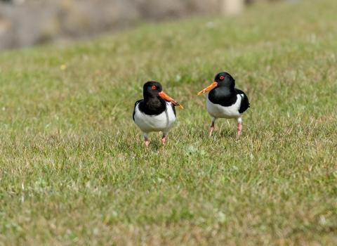 Oysetercatchers at Doxey Marshes 