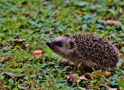 Hedgehog