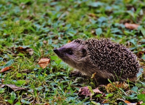 Hedgehog 